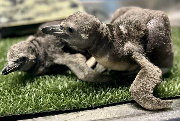 Evento più unico che raro all'Acquario di Cattolica: nati due cuccioli di Pinguino di Humboldt dalla stessa covata. I genitori, nati in Romagna nel 2022, cercano l'aiuto del pubblico per scegliere i nomi dei piccoli.