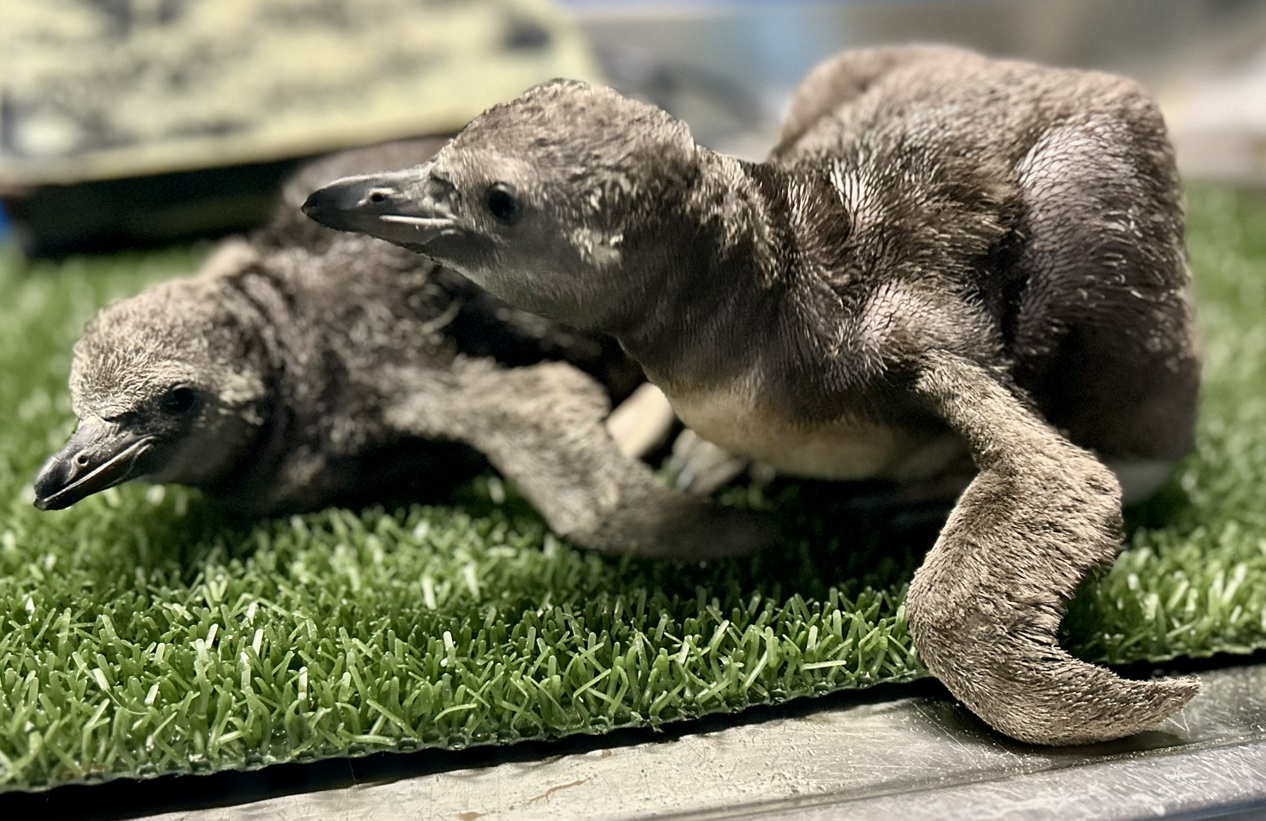 Evento più unico che raro all'Acquario di Cattolica: nati due cuccioli di Pinguino di Humboldt dalla stessa covata. I genitori, nati in Romagna nel 2022, cercano l'aiuto del pubblico per scegliere i nomi dei piccoli.