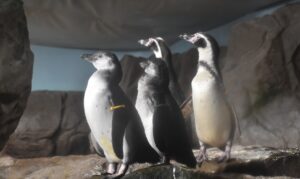 pinguini nati all'acquario di cattolica