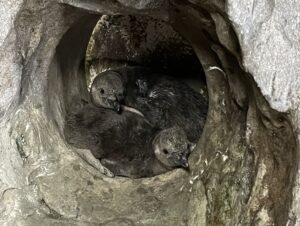 cuccioli di pinguino acquario cattolica