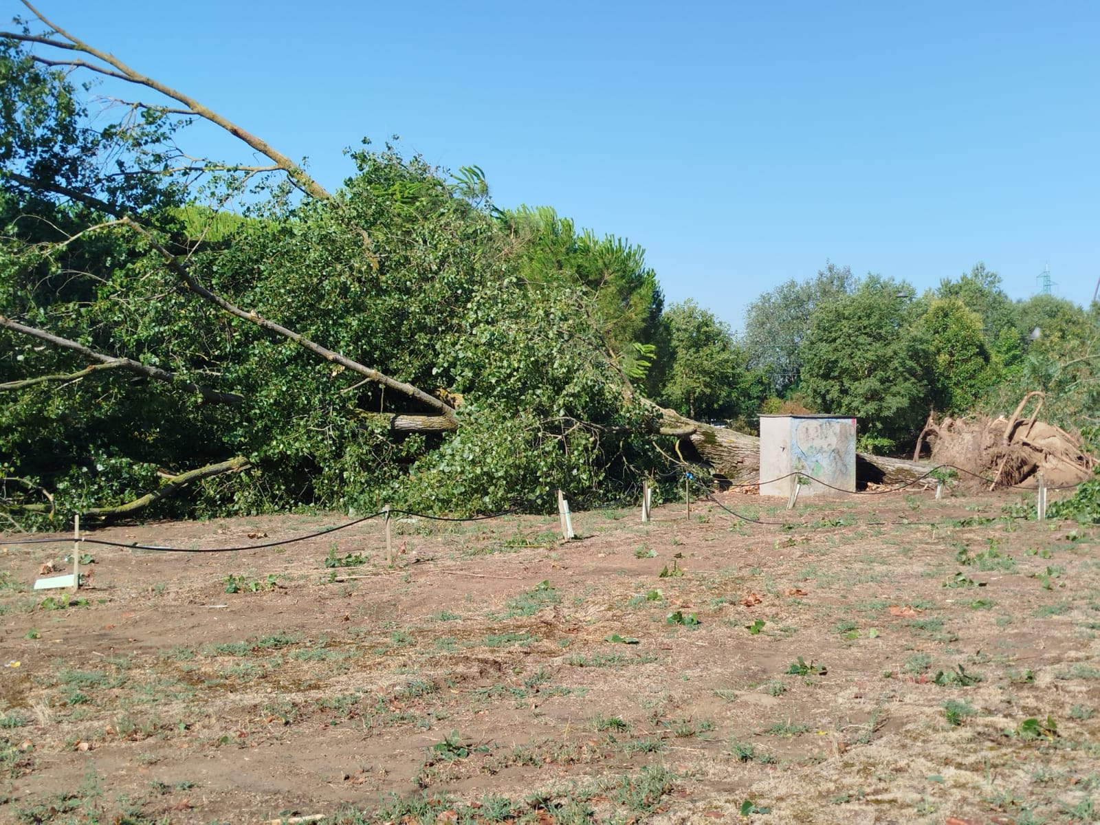 maltempo parco di poenente alberi abbattuti