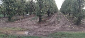 da noi maltempo frutta 