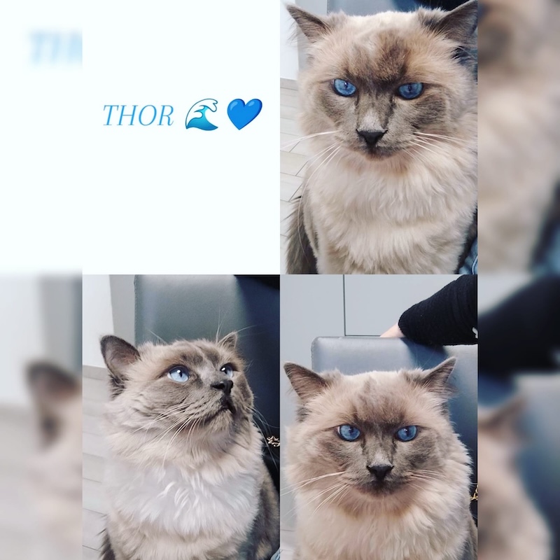 gatto scomparso incidente