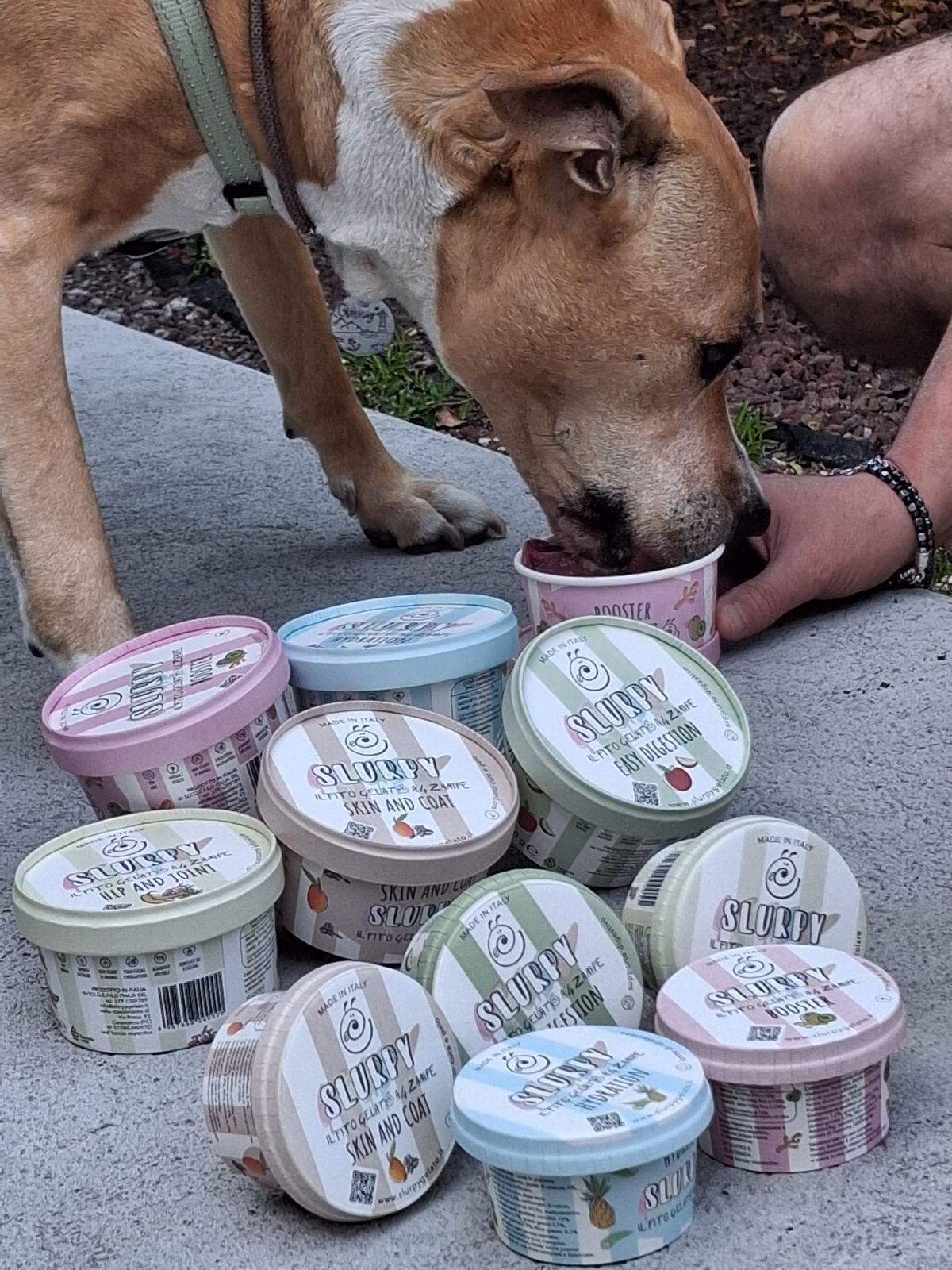 Slurpy, gelato per cani Cesenatico
