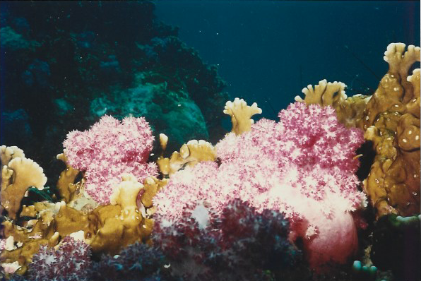 barriera corallina lucio briganti