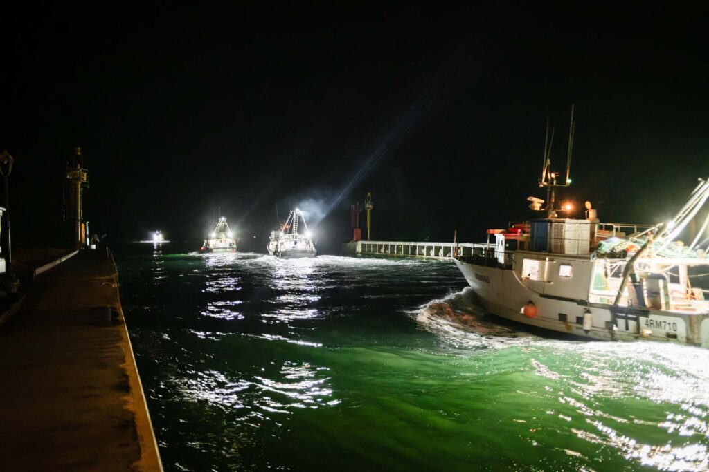 ulivo pesca