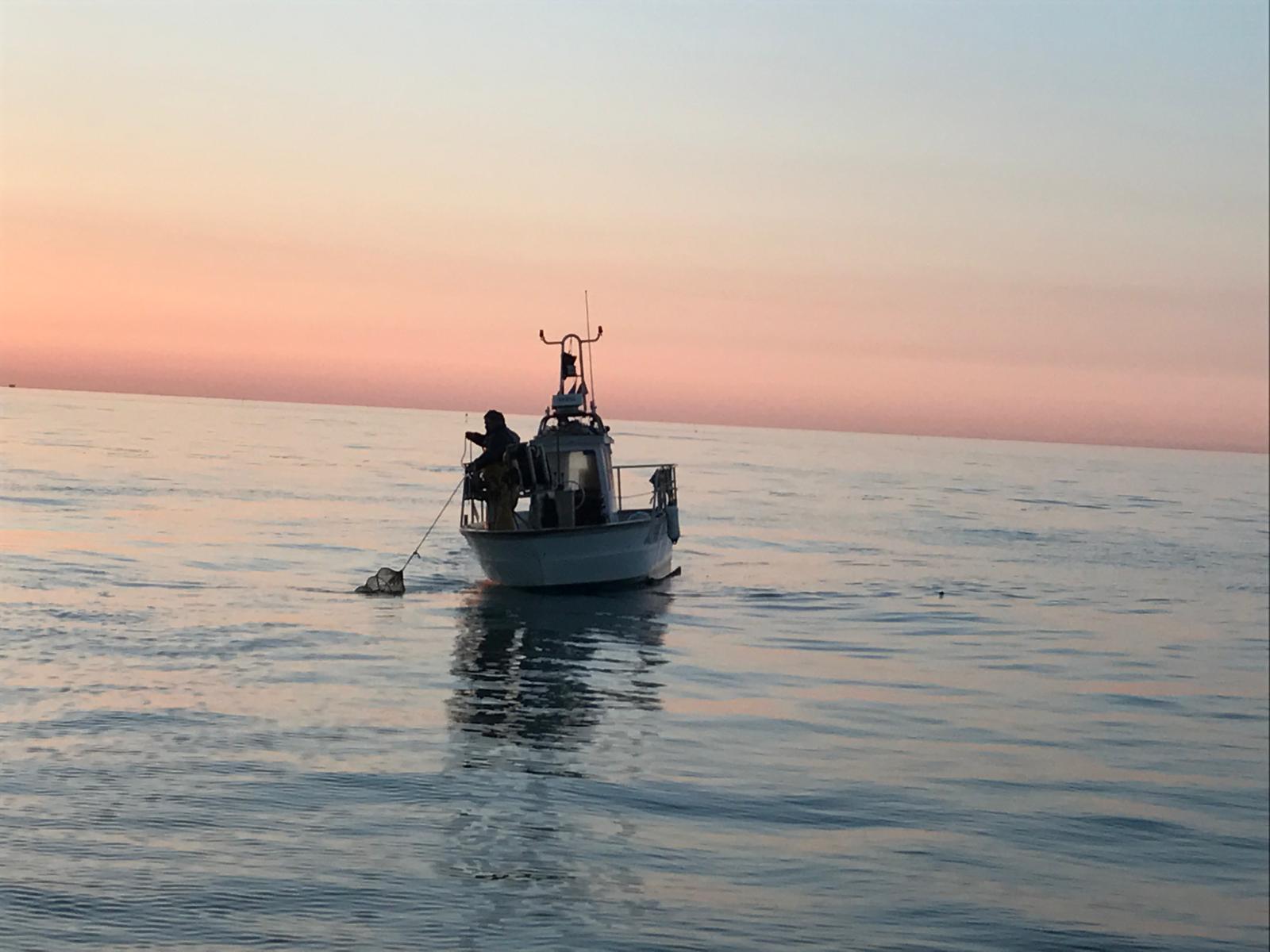 piccola pesca