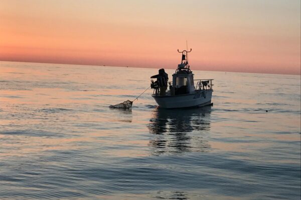 piccola pesca piccola pesca
