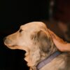 presa in carico persone e animale -comune Cesena