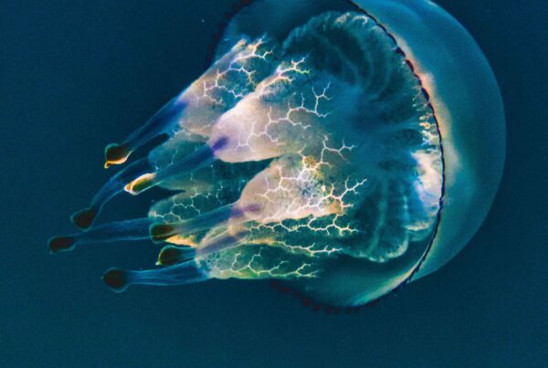 medusa polmone