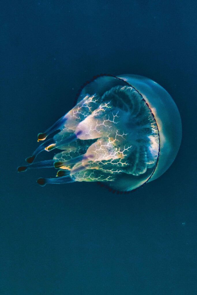 medusa polmone