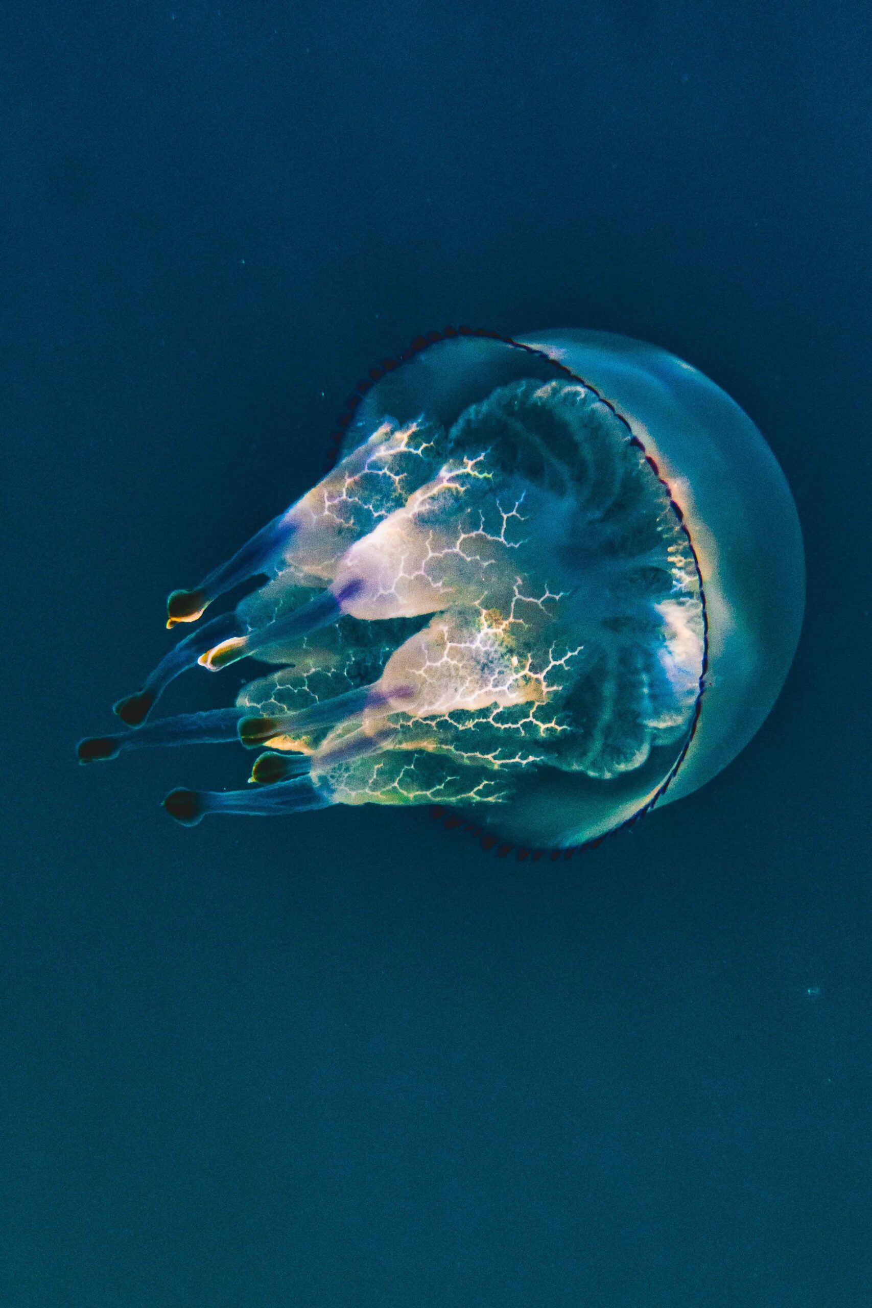 medusa polmone