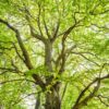 Albero