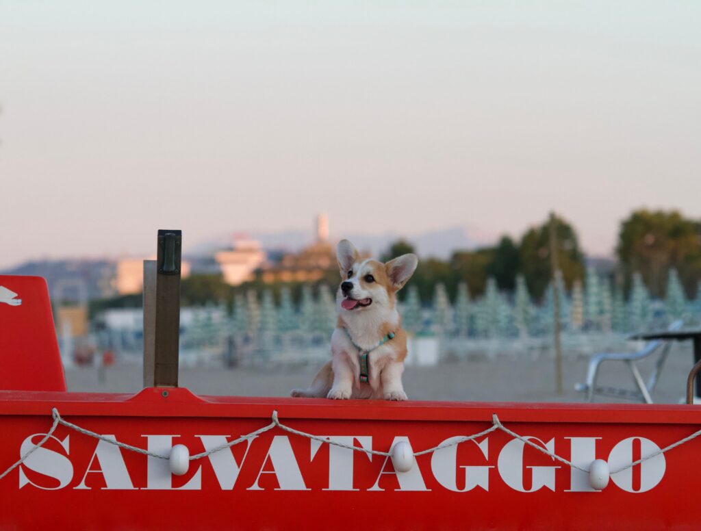 Razza Corgi
