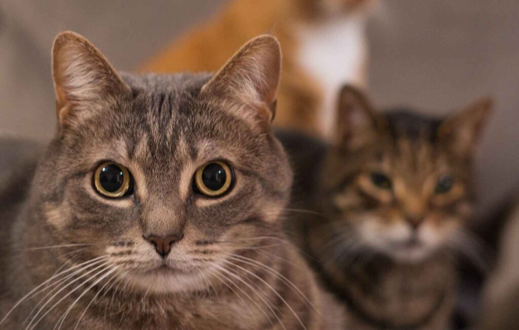 pornhub gatto gatti