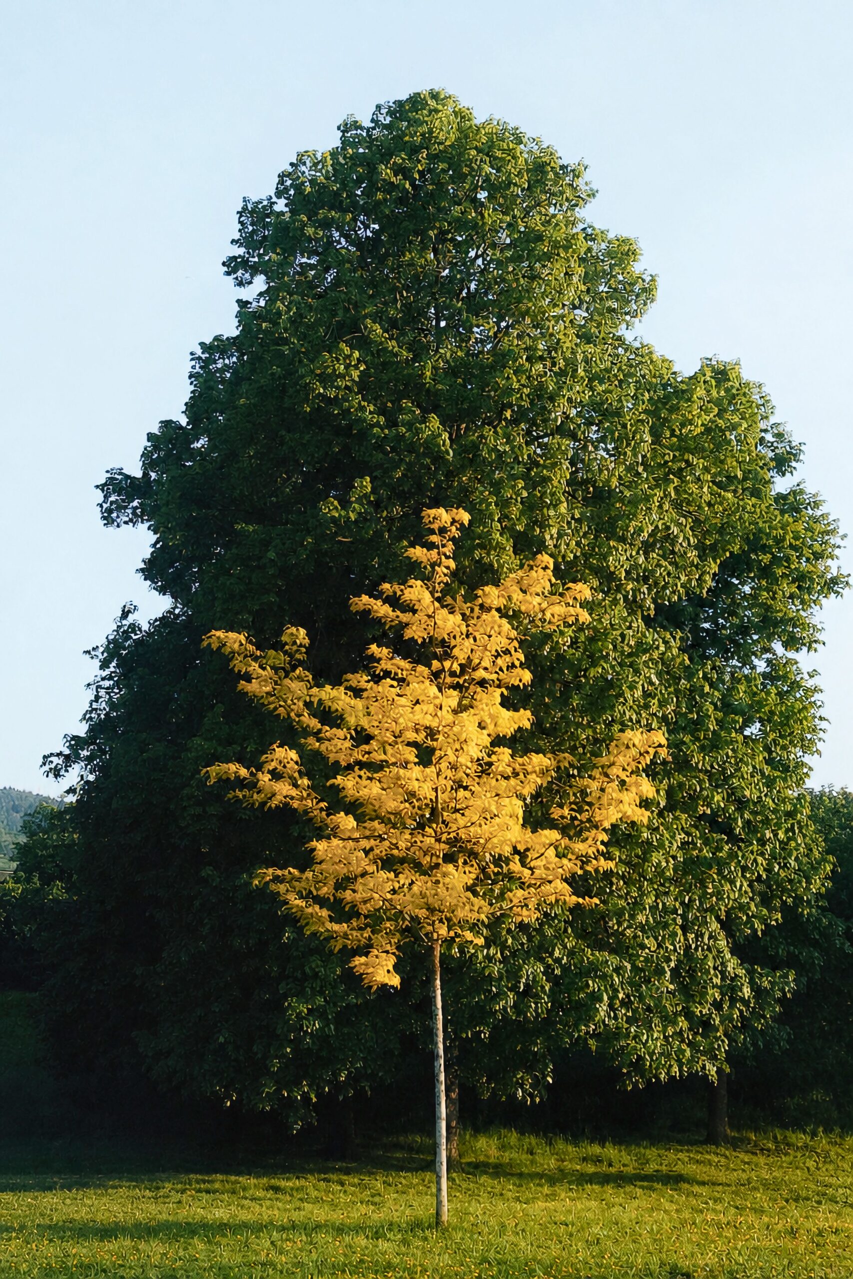 albero