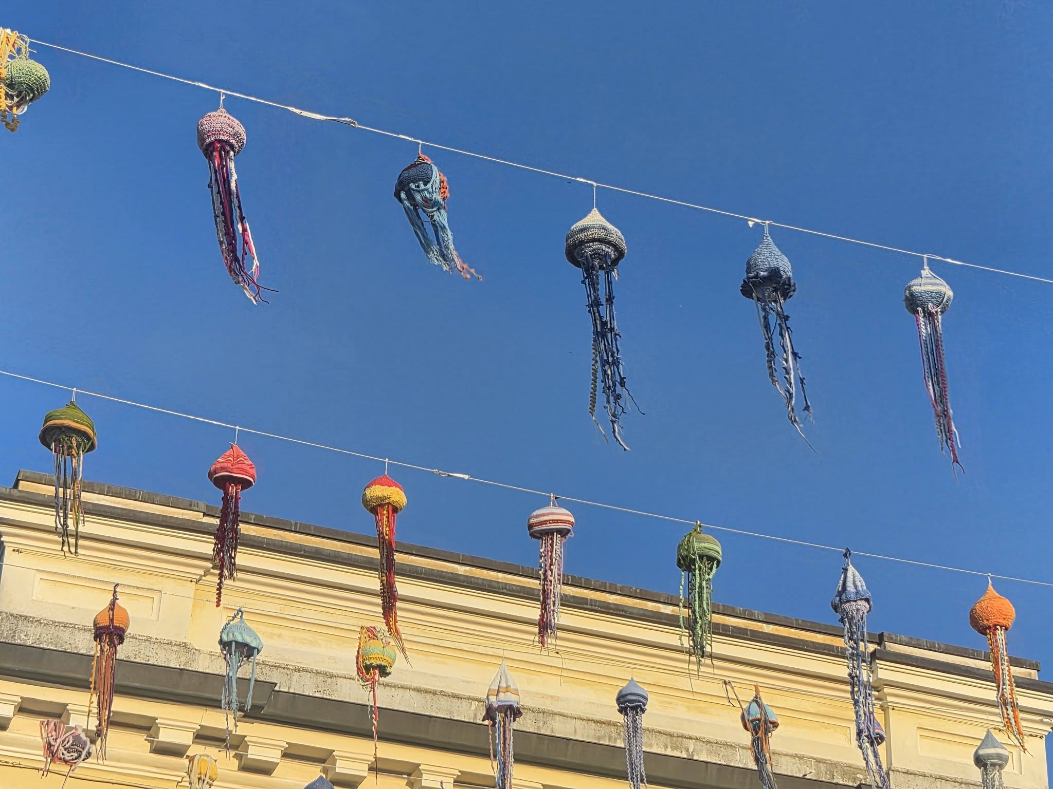 meduse di lana