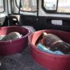 tartarughe caretta caretta