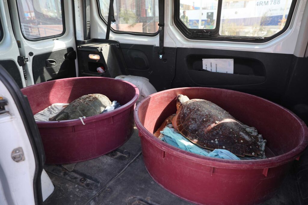 tartarughe caretta caretta