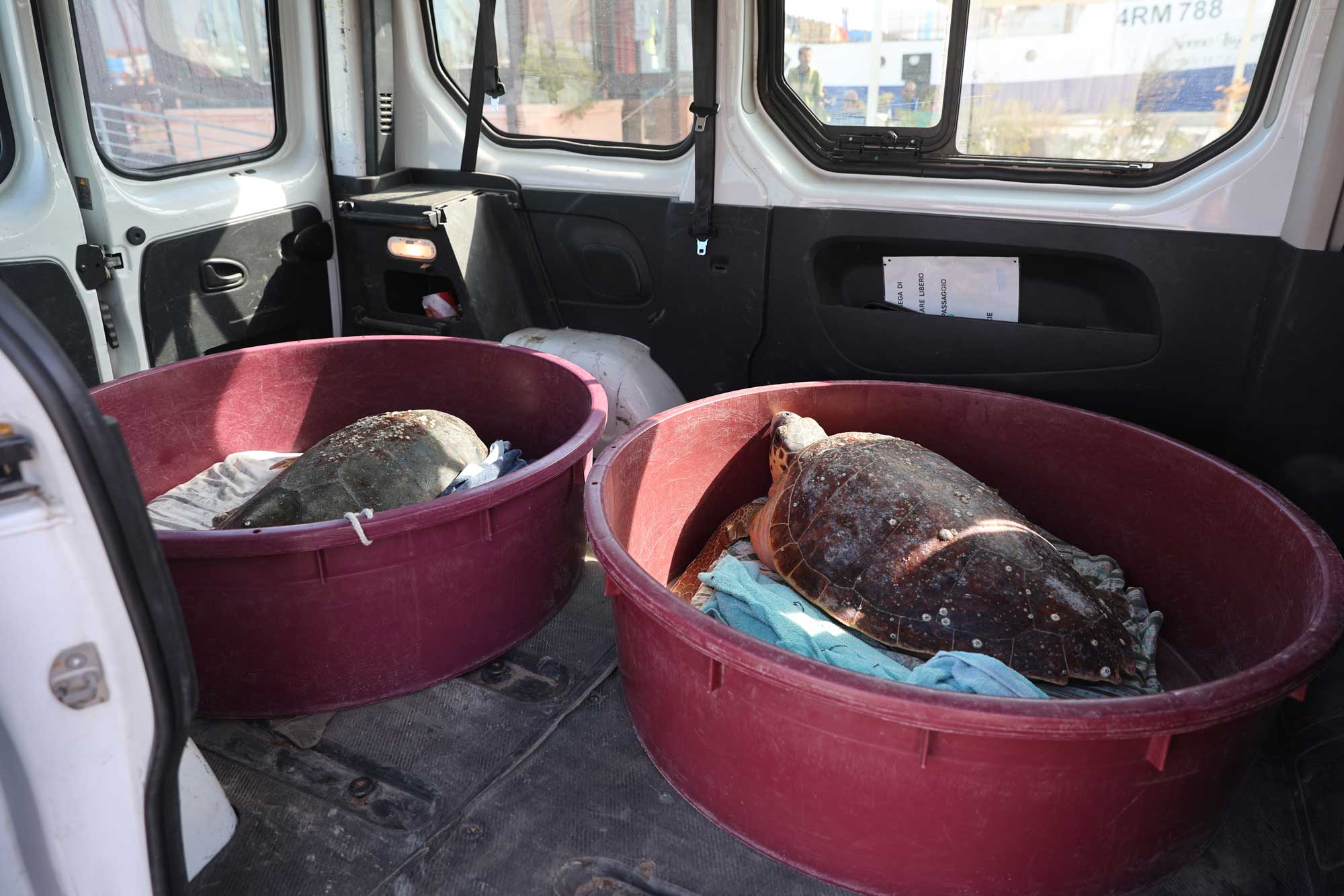 tartarughe caretta caretta